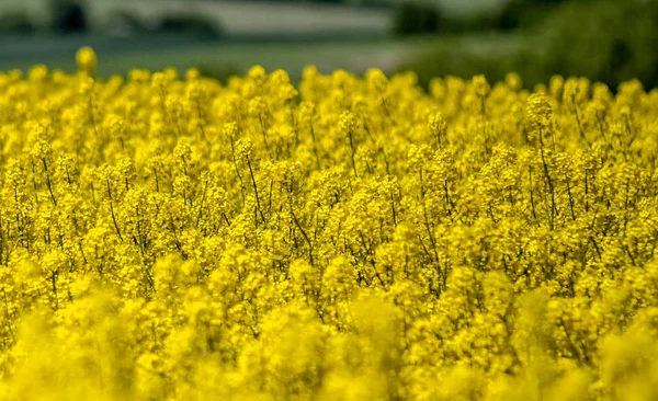 Buntes Feld Blühender Raps — Stockfoto