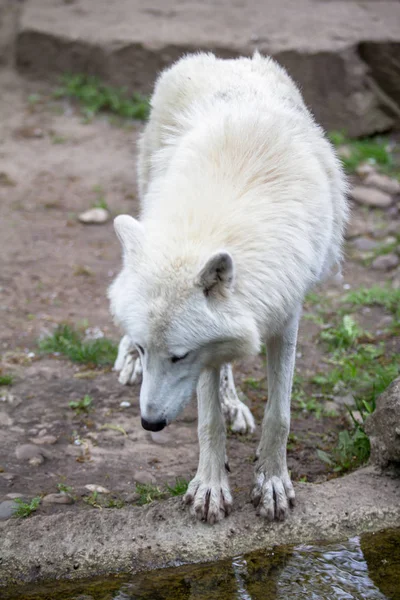 Schöner Weißer Polarwolf Zoo Berlin Deutschland — Stockfoto