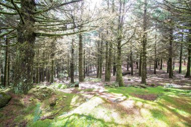 Güneşli günde eski orman