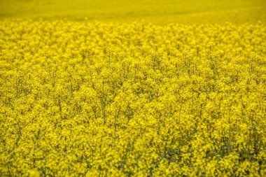 Renkli Çiçek açan Rapler Alanı