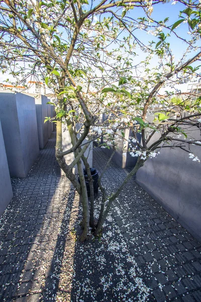 Flor Del Árbol Primavera Famoso Memorial Del Holocausto Judío Cerca —  Fotos de Stock