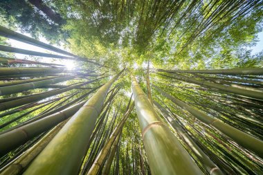 Ünlü Bambu Cevennes Anduze, Occitanie, Fransa
