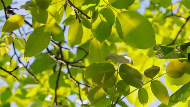 Filmaufnahmen von frischen grünen Blättern auf einem vom Wind verwehten Baum — Stockvideo