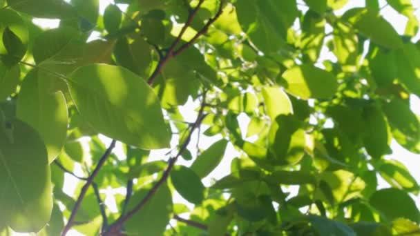 Filmaufnahmen von frischen grünen Blättern auf einem vom Wind verwehten Baum — Stockvideo