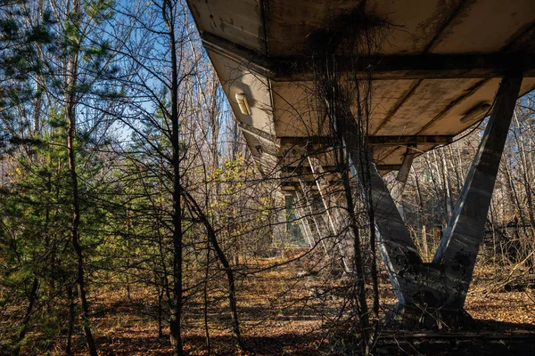 Wald, der die Zone zurückerobert, in Tschernobyl — Stockfoto