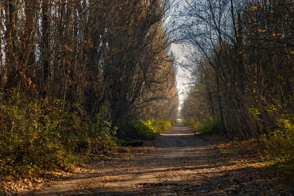 Bosque recuperando la zona, en Chernobyl — Foto de Stock
