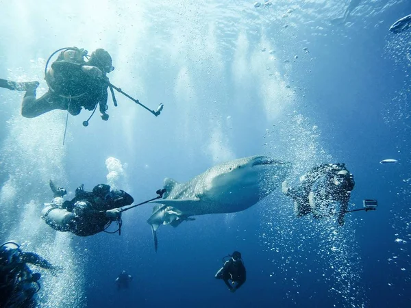 Gigantische walvishaai met duikers — Stockfoto