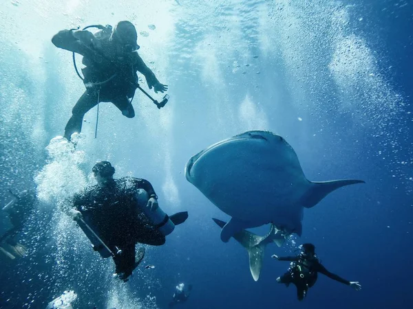 ダイバーと巨大なクジラシャーク — ストック写真
