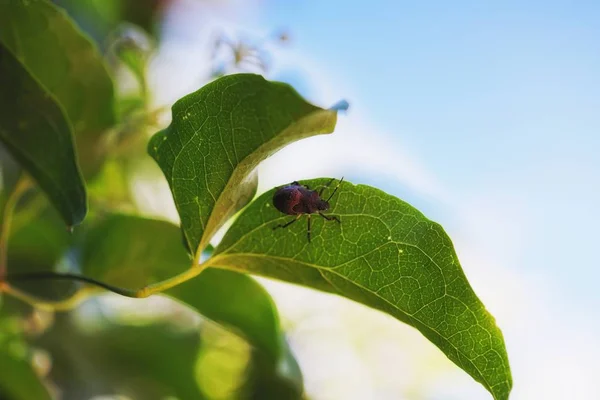 Pequeno inseto na vegetação close-up — Fotografia de Stock