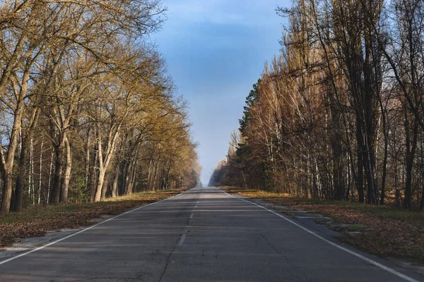 Foresta di bonifica della Zona, a Chernobyl — Foto Stock