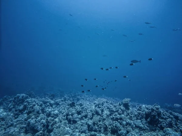 Recife de Coral subaquático no mar — Fotografia de Stock