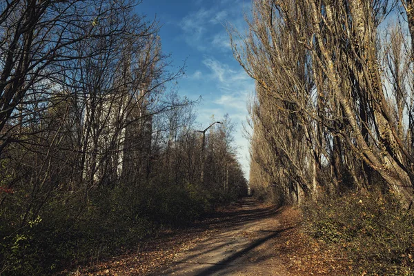 Skogen återerövra zonen, i Tjernobyl — Stockfoto