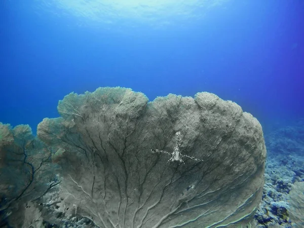 Кораловий риф під водою в морі — стокове фото