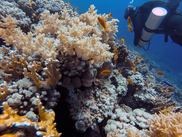 Arrecife de coral bajo el agua en el mar —  Fotos de Stock