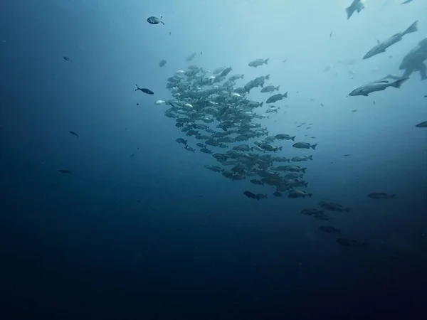 Giant whaleshark with divers — Stock Photo, Image