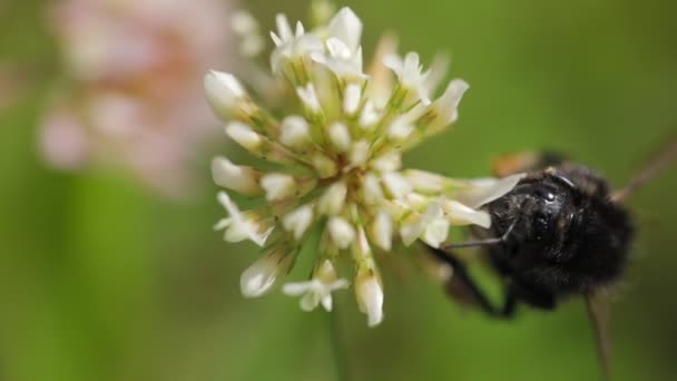 Bienen Fliegen Zur Blühenden Blume — Stockvideo