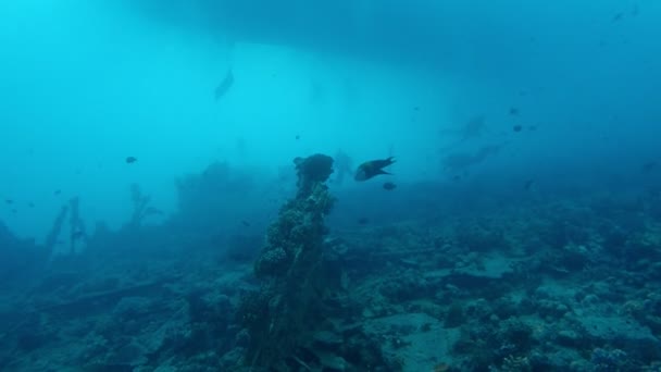Coral Con Algunos Peces Pequeños — Vídeos de Stock