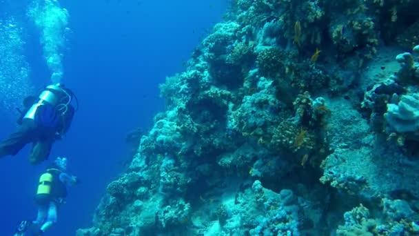 珊瑚礁水下慢动作镜头 — 图库视频影像