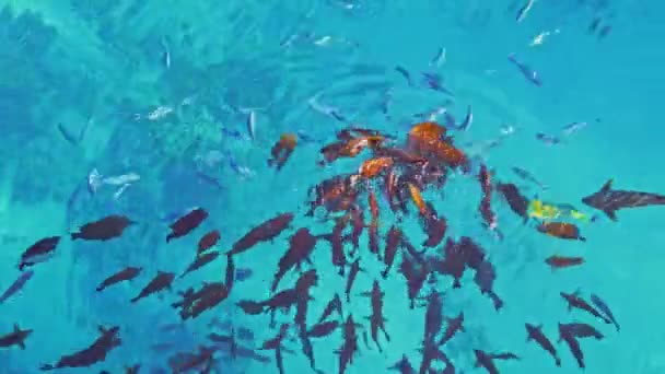 水の中の食べ物を食べている魚の大きなグループ — ストック動画
