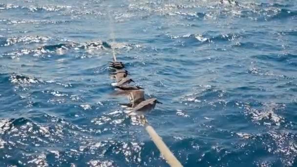 海鸥在绳子上排成一排 — 图库视频影像