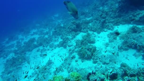 Korallrev Med Stora Napoleon Fisk Närbild Footage — Stockvideo