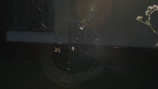 Pavouk Který Dělá Webu Včasnou Stopáž — Stock video