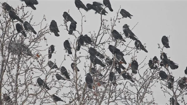 Grupo de corvos na árvore no inverno — Fotografia de Stock