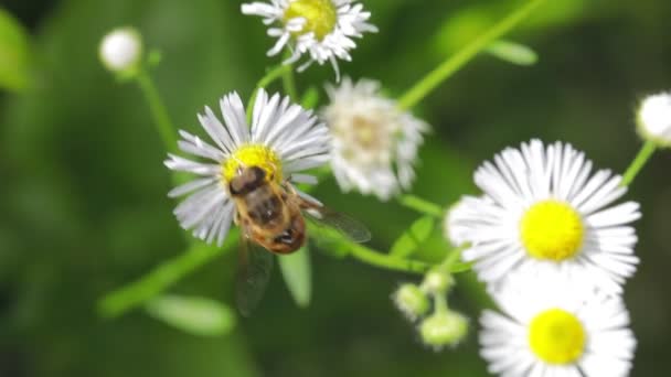 Bienen Fliegen Zur Blühenden Blume Zeitlupe — Stockvideo