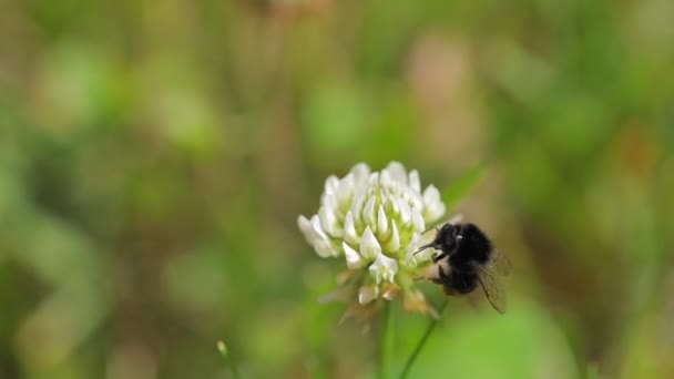 Bijen Vliegen Naar Bloeiende Bloem Slow Motion — Stockvideo