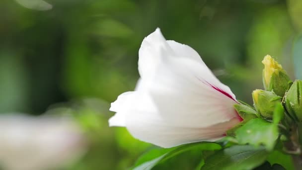 Abelhas Voando Para Flor Florescente Câmera Lenta — Vídeo de Stock