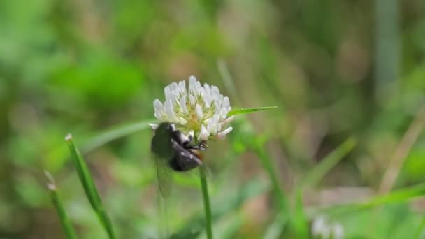 Bijen Vliegen Naar Bloeiende Bloem Slow Motion — Stockvideo