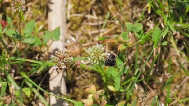 Včely Letící Kvetoucího Zpomaleného Květu — Stock video