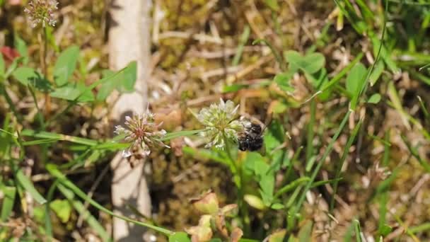 Bees Flying Blossoming Flower Slow Motion — Stock Video