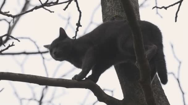Gato Indefeso Topo Árvore Closeup Imagens Com Som — Vídeo de Stock