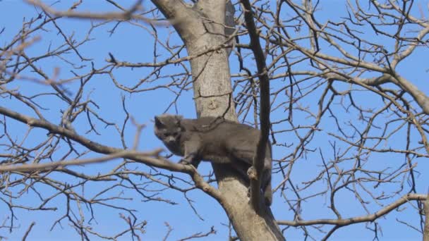 音で木のクローズアップ映像の上に無力な猫 — ストック動画