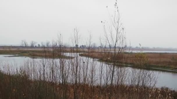 沼泽中的湖 — 图库视频影像