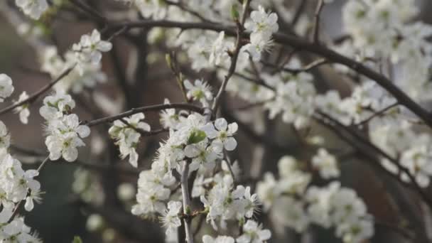 Fehér Cseresznye Virágok Virágzó — Stock videók