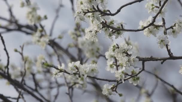 Witte Kersen Bloemen Bloeien — Stockvideo