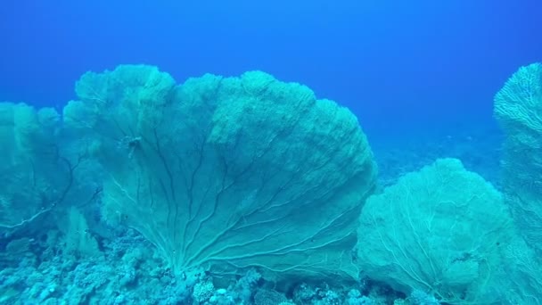 Bazı Küçük Balık Closuep Görüntüleri Ile Coral — Stok video