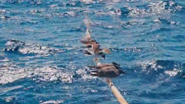 ロープのスローモーション映像に並ぶカモメ — ストック動画