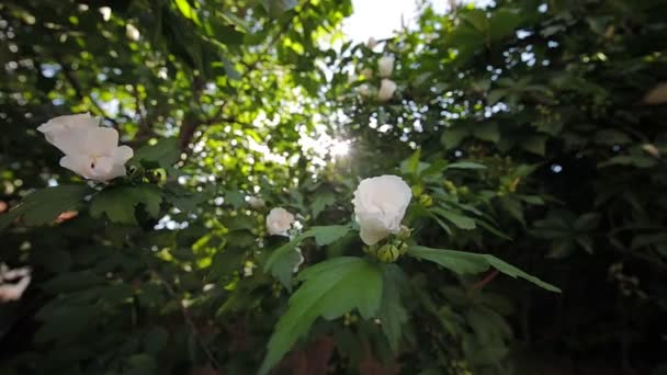Çalı Yavaş Çekim Görüntüleri Üzerinde Çiçekler — Stok video