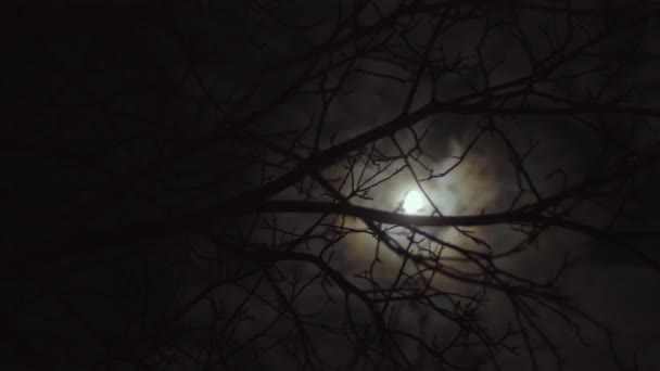 Notte Oscura Spaventosa Con Luna Luminosa — Video Stock