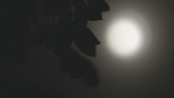 Vento Che Soffia Foglie Notte — Video Stock