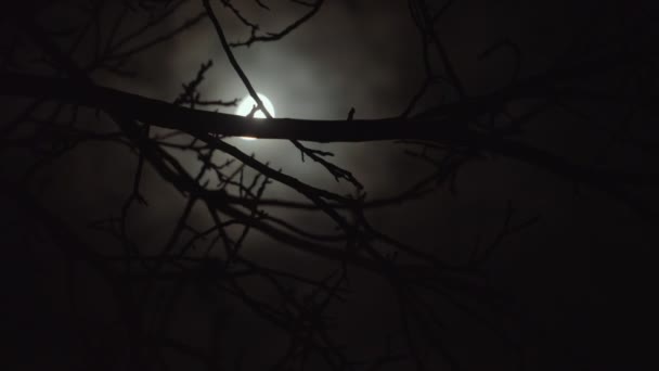 Noche Oscura Miedo Con Luna Brillante — Vídeo de stock