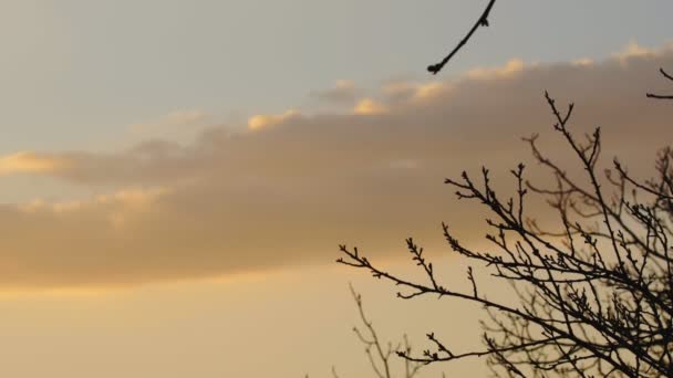 Soğuk Bir Öğleden Sonra Closeup Rüzgar Tarafından Üflenen Ağaç — Stok video
