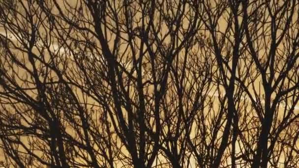 在一个寒冷的下午被风吹过的树 — 图库视频影像