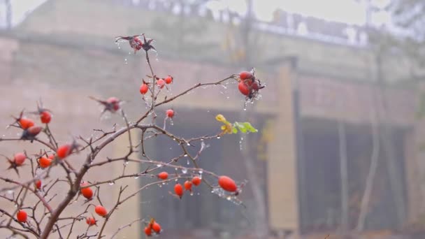 Bayas Pequeñas Comestibles Niebla — Vídeo de stock