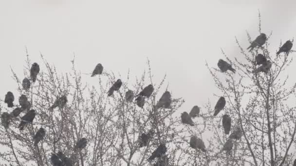 Ομάδα Από Κοράκια Στο Δέντρο Στη Χειμωνιάτικη Χιονοθύελλα — Αρχείο Βίντεο
