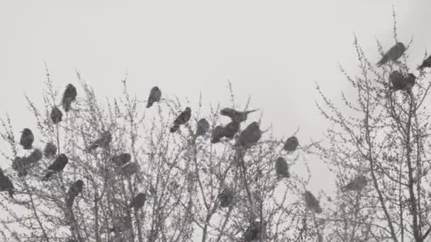 Gruppe Von Krähen Auf Dem Baum Bei Winterschneesturm — Stockvideo