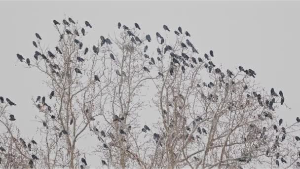 冬の吹雪の木の上のカラスのグループ — ストック動画